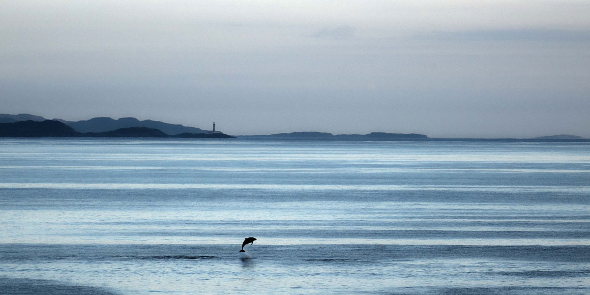 Background pic - Dolphin leaping